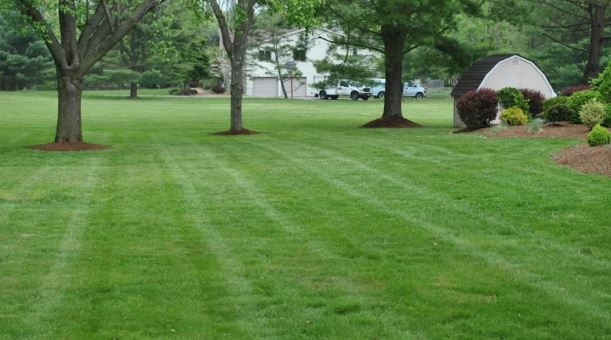 10 Best Lawn Fertilizer