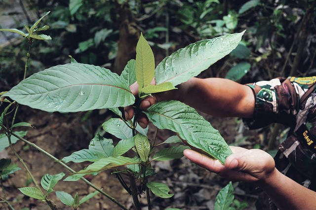 How to Grow Kratom Plants at Home